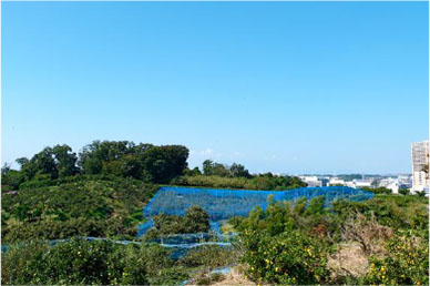 平戸みはらし公園