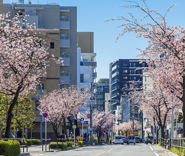 オオカンザクラの並木道（徒歩5分／約400m）