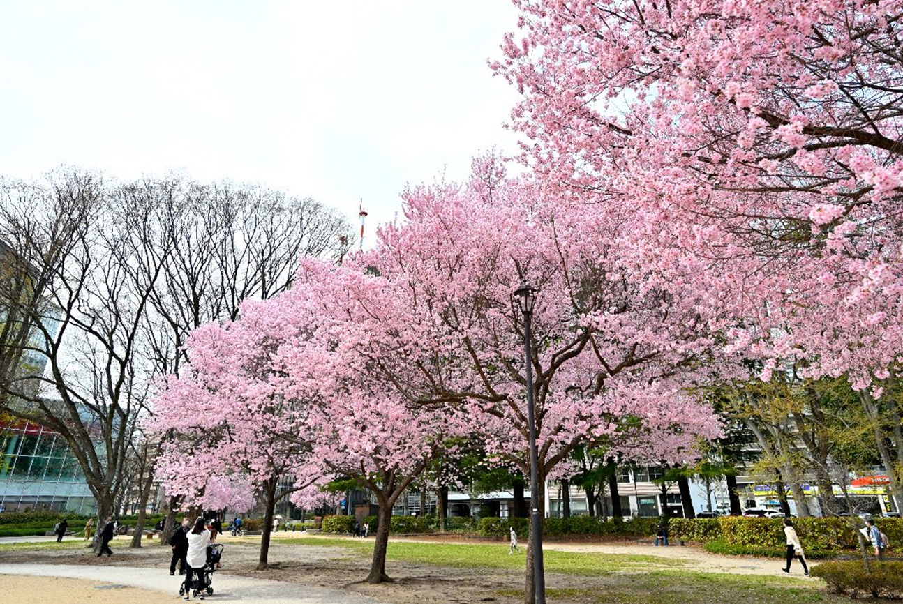 錦町公園(徒歩2分/約130m)