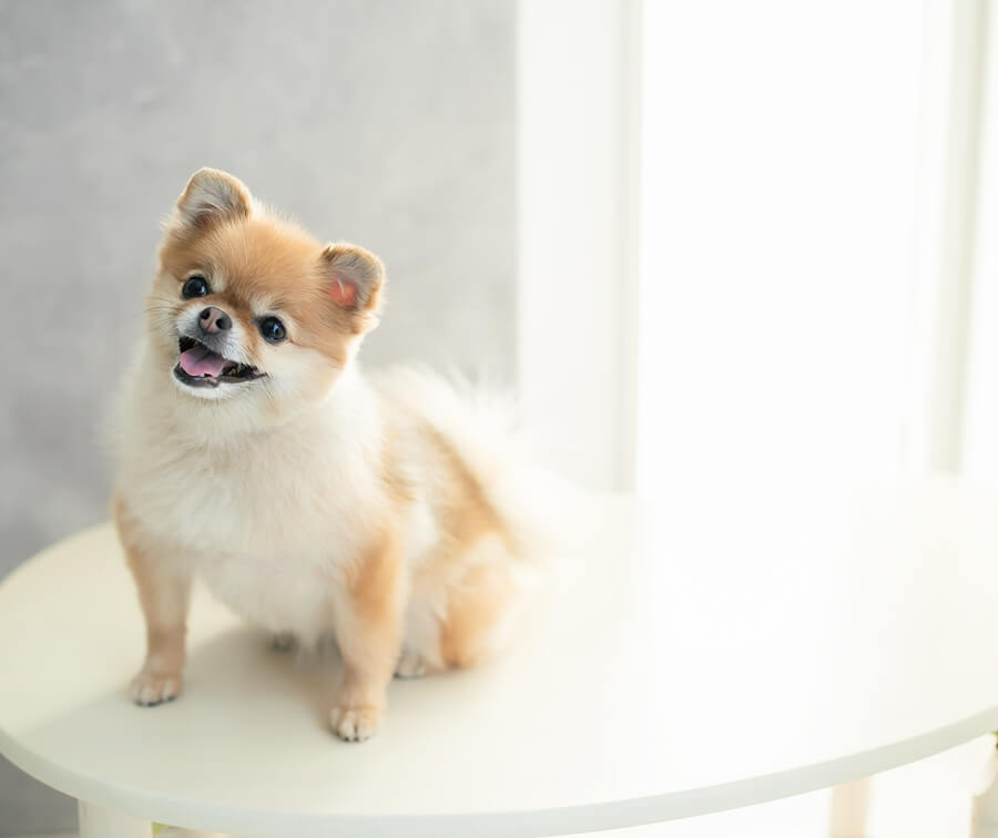 ペット足洗い場