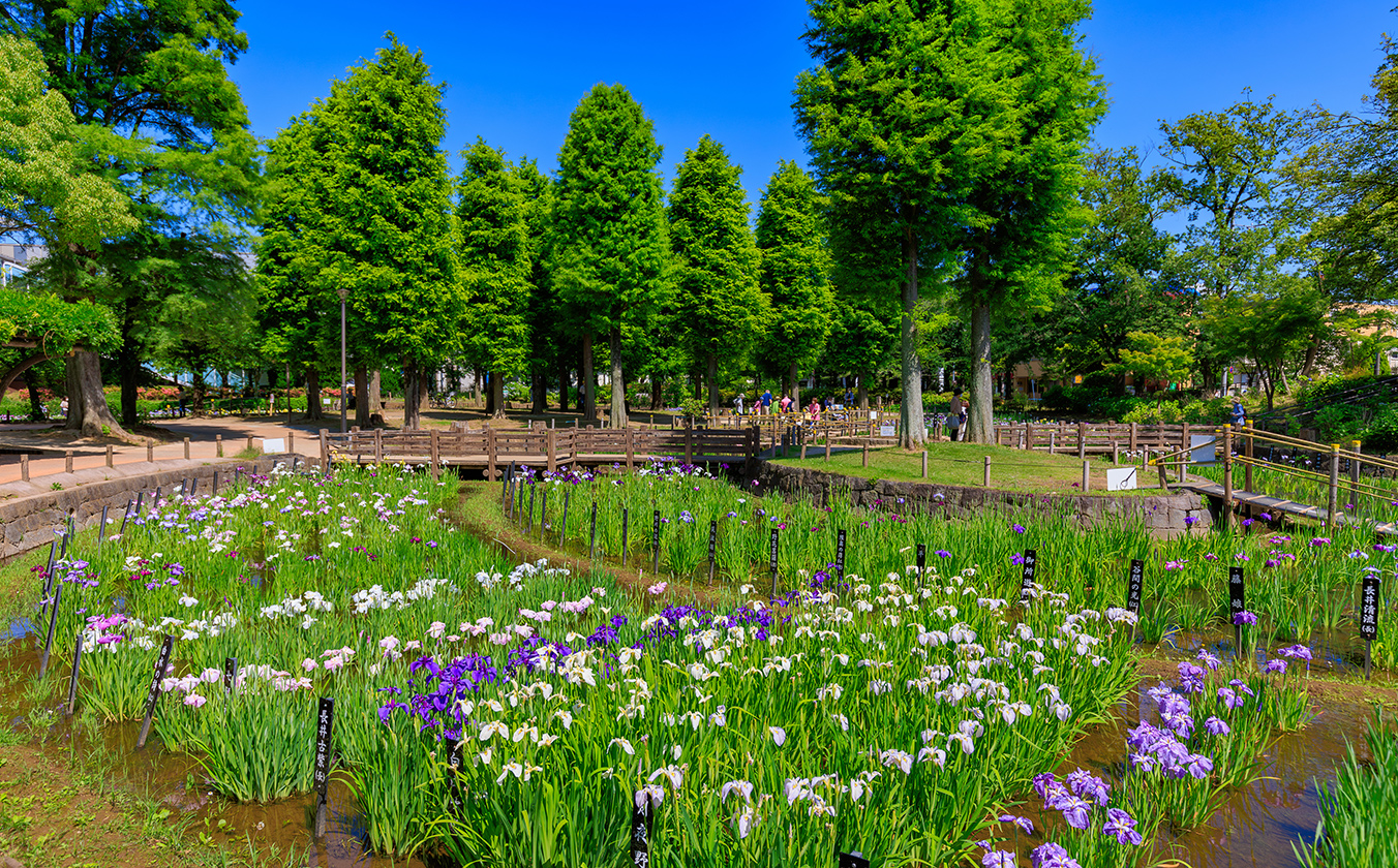 しょうぶ沼公園／徒歩4分（約260m）