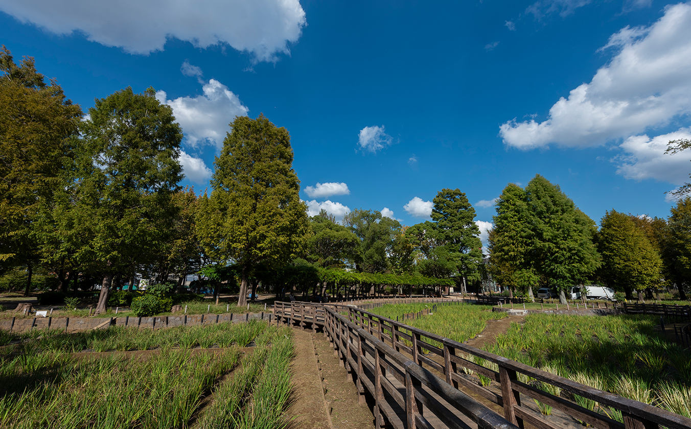 しょうぶ沼公園／徒歩4分（約260m）