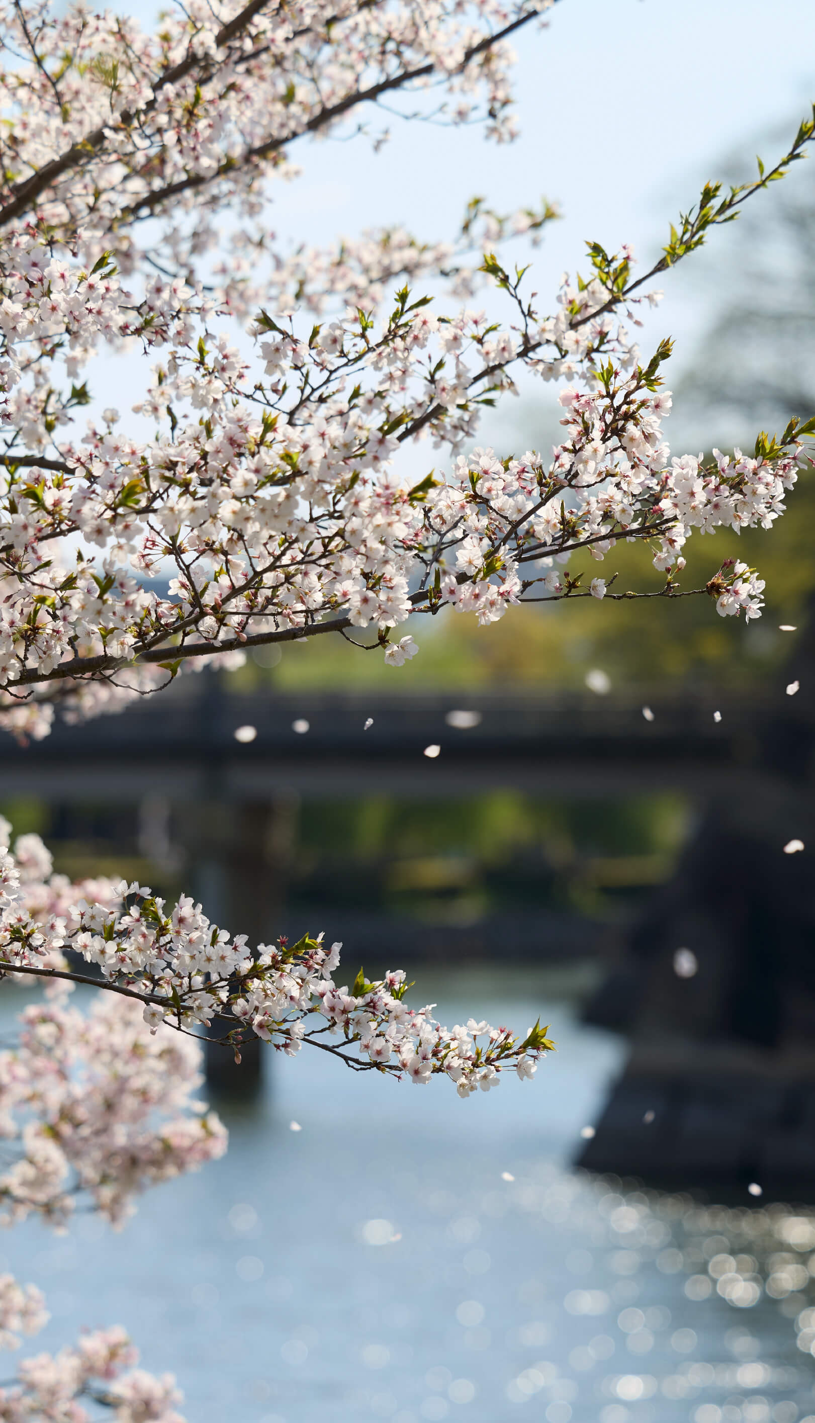 大阪城・桜
