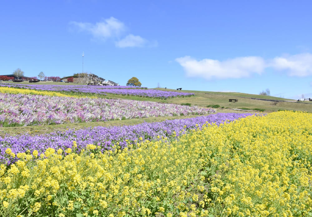 あわじ花さじきへ約34.0km（44分）