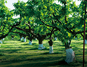 くりのないとう