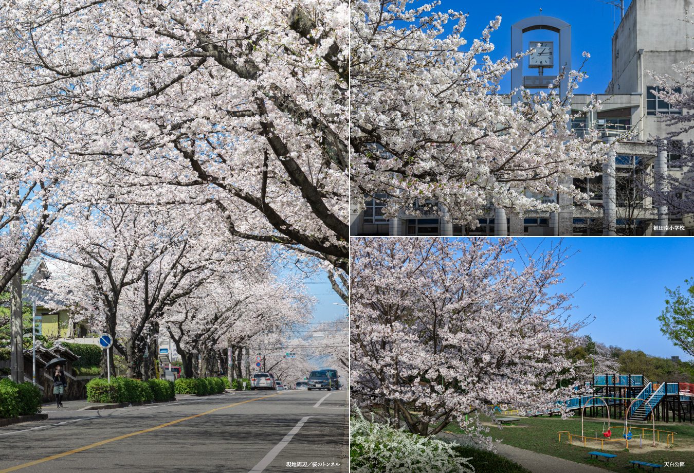 現地周辺／桜のトンネル 植田南小学校 天白公園